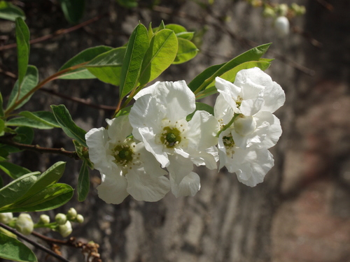 Exochorda macrantha