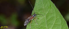 Glenea relicta