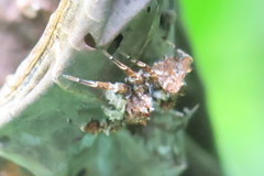 Portia labiata