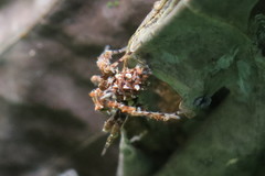 Portia labiata