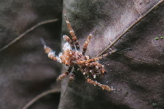 Portia labiata