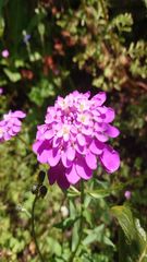 Iberis