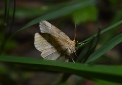 Cepphis advenaria