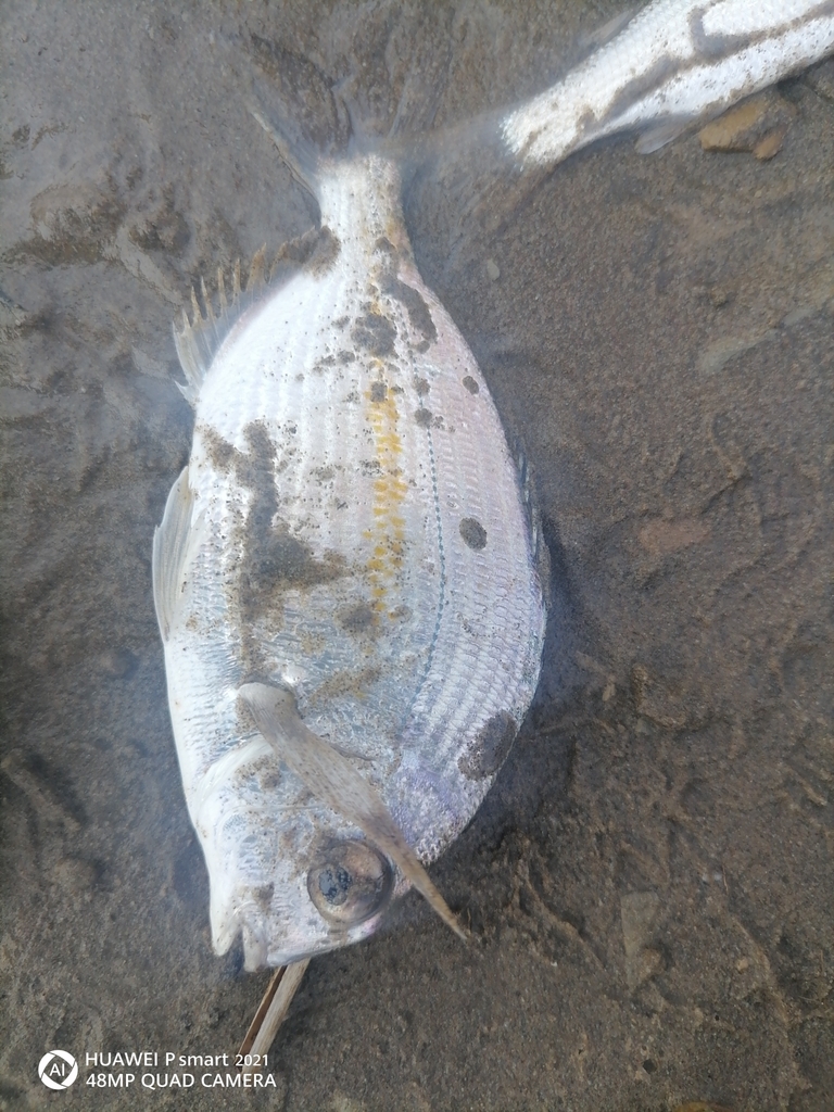 Cape stumpnose (Rhabdosargus holubi) — Sparidae