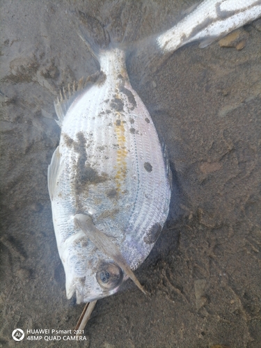 Cape stumpnose (Rhabdosargus holubi) — Sparidae