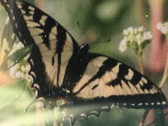 Papilio canadensis