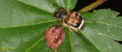 Lasiotrichius succinctus