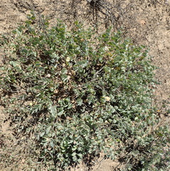 Roepera cordifolia