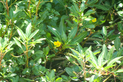 Ludwigia peploides peploides