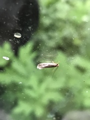 Tinea apicimaculella