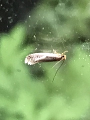 Tinea apicimaculella