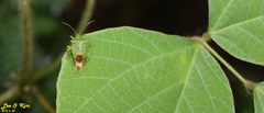 Acanthosoma labiduroides