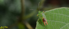Acanthosoma labiduroides