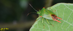 Acanthosoma labiduroides