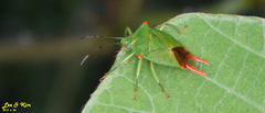 Acanthosoma labiduroides