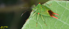 Acanthosoma labiduroides