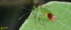 Acanthosoma labiduroides