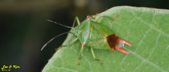 Acanthosoma labiduroides