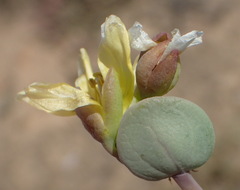 Roepera cordifolia