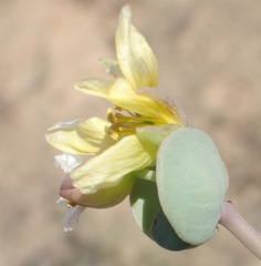 Roepera cordifolia