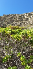 Myoporum insulare