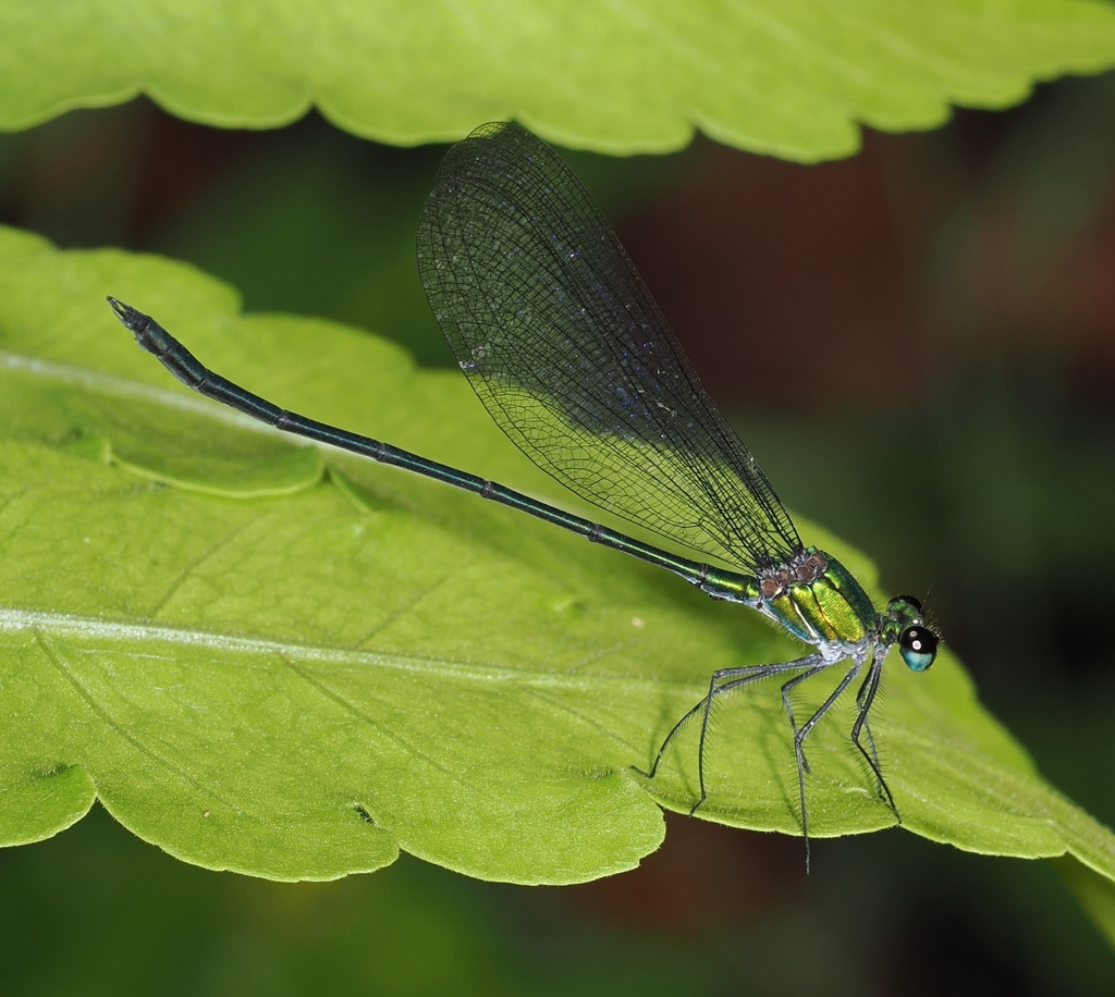 Vestalis atropha