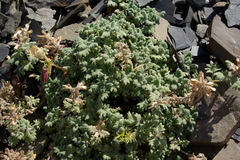 Dracocephalum botryoides