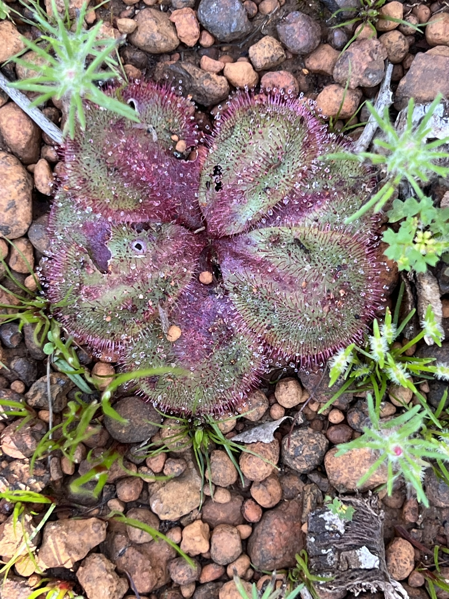 Drosera collina (N.G.Marchant & Lowrie) Lowrie 2