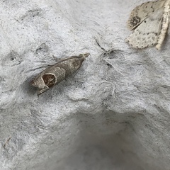 Notocelia uddmanniana