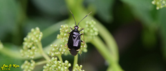 Deraeocoris ater