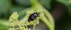 Deraeocoris ater
