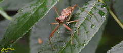 Epidaus tuberosus