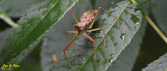 Epidaus tuberosus