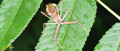 Epidaus tuberosus
