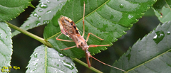 Epidaus tuberosus