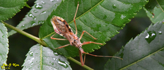 Epidaus tuberosus