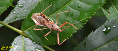 Epidaus tuberosus