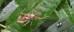 Epidaus tuberosus