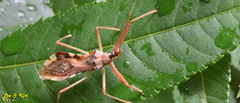 Epidaus tuberosus