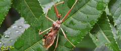 Epidaus tuberosus