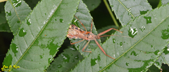 Epidaus tuberosus