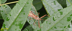 Epidaus tuberosus