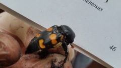 Nicrophorus carolina