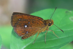 Iambrix salsala salsala