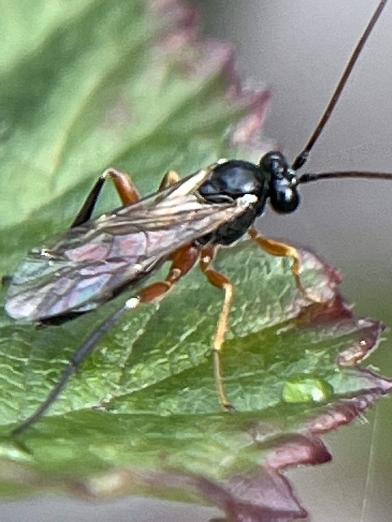 Woldstedtius biguttatus