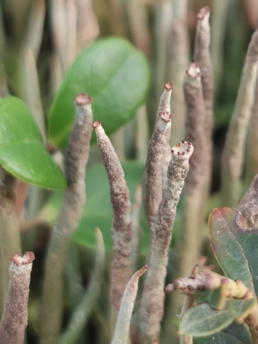 Cladonia cornuta (L.) Baumg.