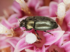 Brassicogethes aeneus