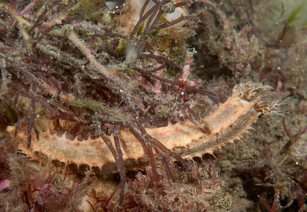 Neoamphicyclus altoffi