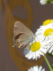 Satyrium acaciae