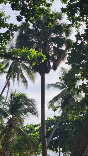 Puerto Rico palmetto (Sabal causiarum)